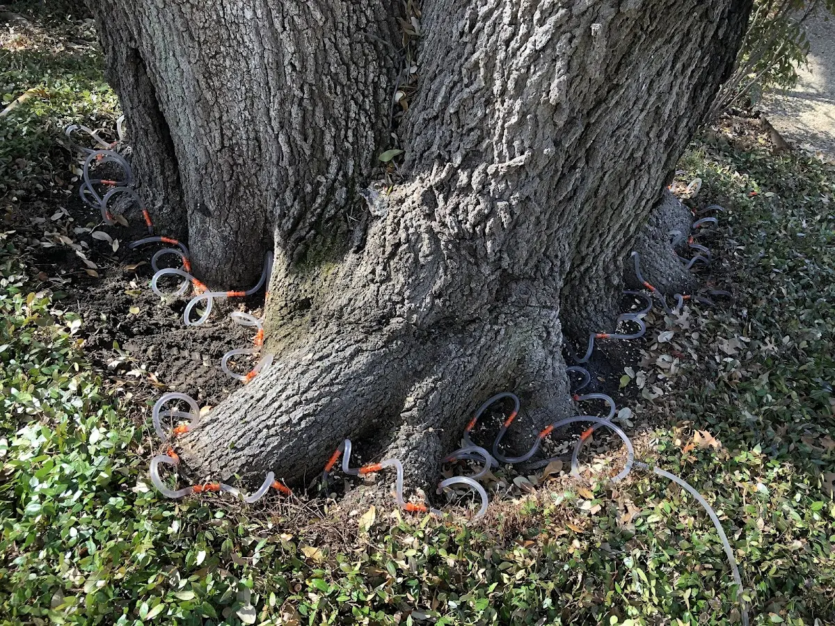 Detailed Tree Cabling and Bracing job site in Hardyville